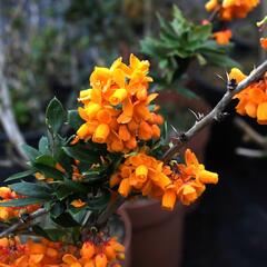 Dřišťál lologský 'Apricot Queen' - Berberis lologensis 'Apricot Queen'