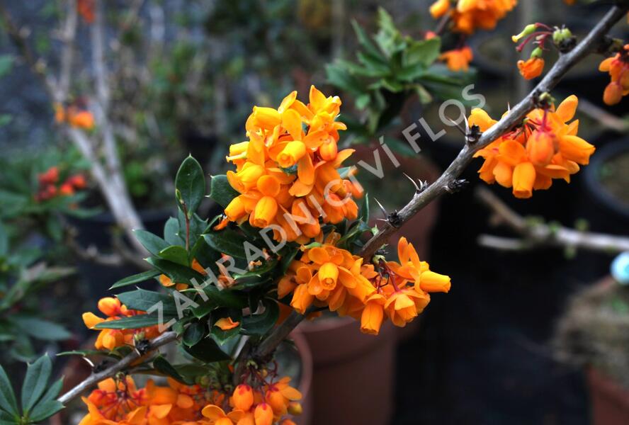 Dřišťál lologský 'Apricot Queen' - Berberis lologensis 'Apricot Queen'