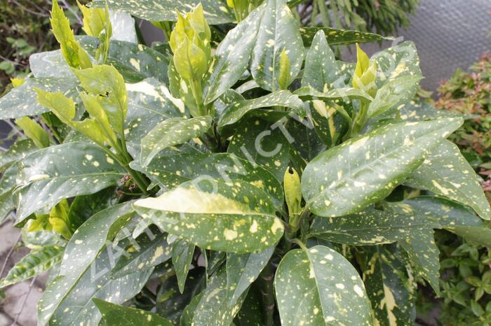 Aukuba japonská 'Crotonifolia' - Aucuba japonica 'Crotonifolia'