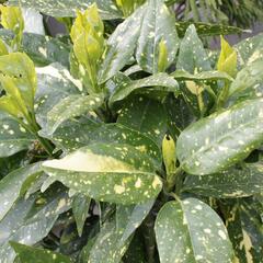 Aukuba japonská 'Crotonifolia' - Aucuba japonica 'Crotonifolia'