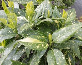 Aukuba japonská 'Crotonifolia'