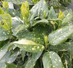 Aukuba japonská 'Crotonifolia' - Aucuba japonica 'Crotonifolia'