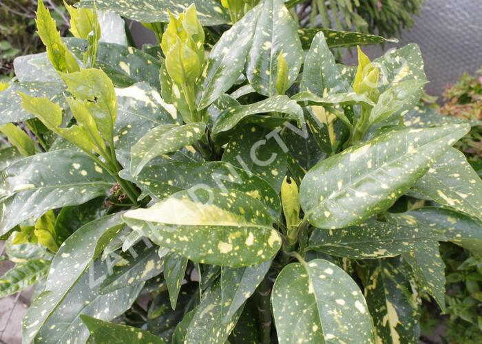 Aukuba japonská 'Crotonifolia' - Aucuba japonica 'Crotonifolia'