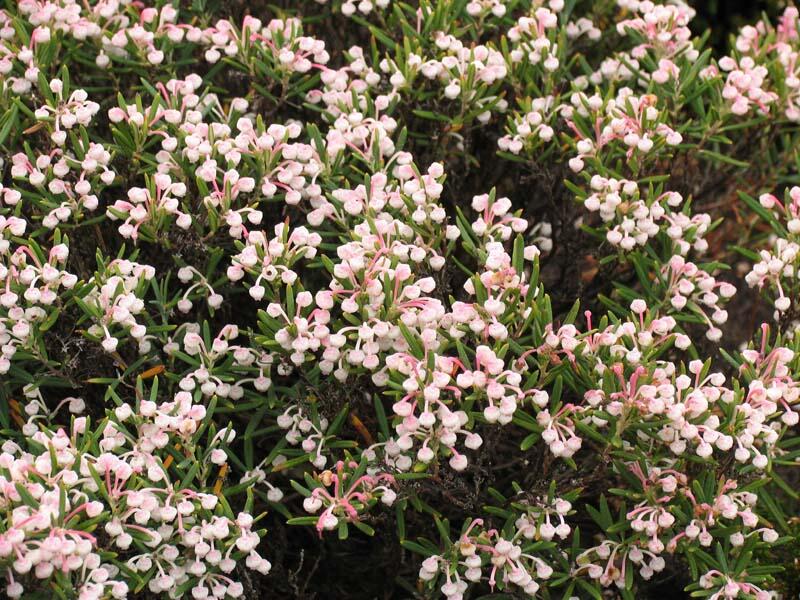 Kyhanka bažinná 'Nikko' - Andromeda polifolia 'Nikko'