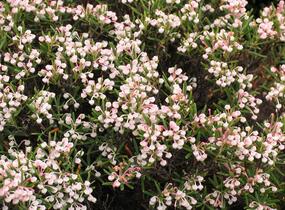 Kyhanka bažinná 'Nikko' - Andromeda polifolia 'Nikko'