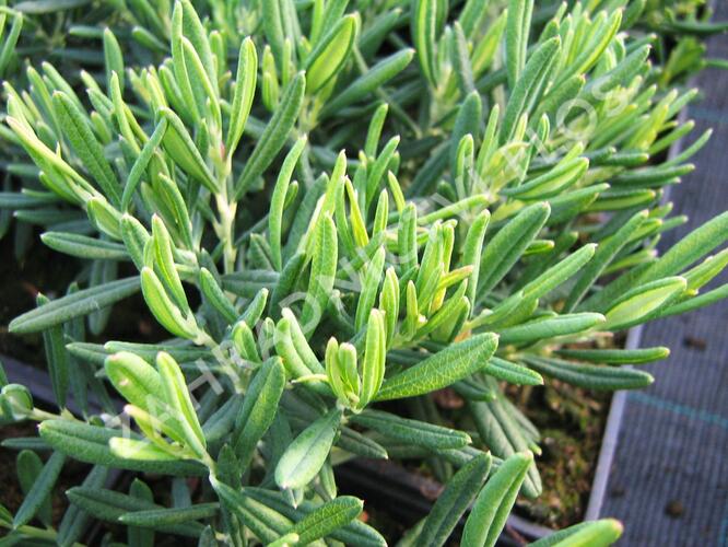 Kyhanka bažinná 'Compacta' - Andromeda polifolia 'Compacta'