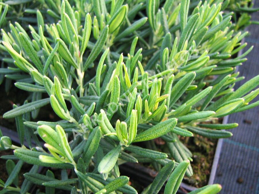 Kyhanka bažinná 'Compacta' - Andromeda polifolia 'Compacta'