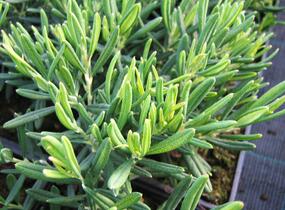 Kyhanka bažinná 'Compacta' - Andromeda polifolia 'Compacta'