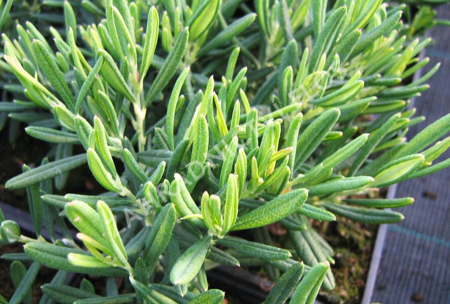 Kyhanka bažinná 'Compacta' - Andromeda polifolia 'Compacta'