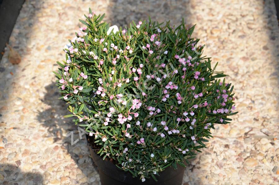 Kyhanka bažinná 'Compacta' - Andromeda polifolia 'Compacta'