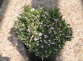 Kyhanka bažinná 'Compacta' - Andromeda polifolia 'Compacta'