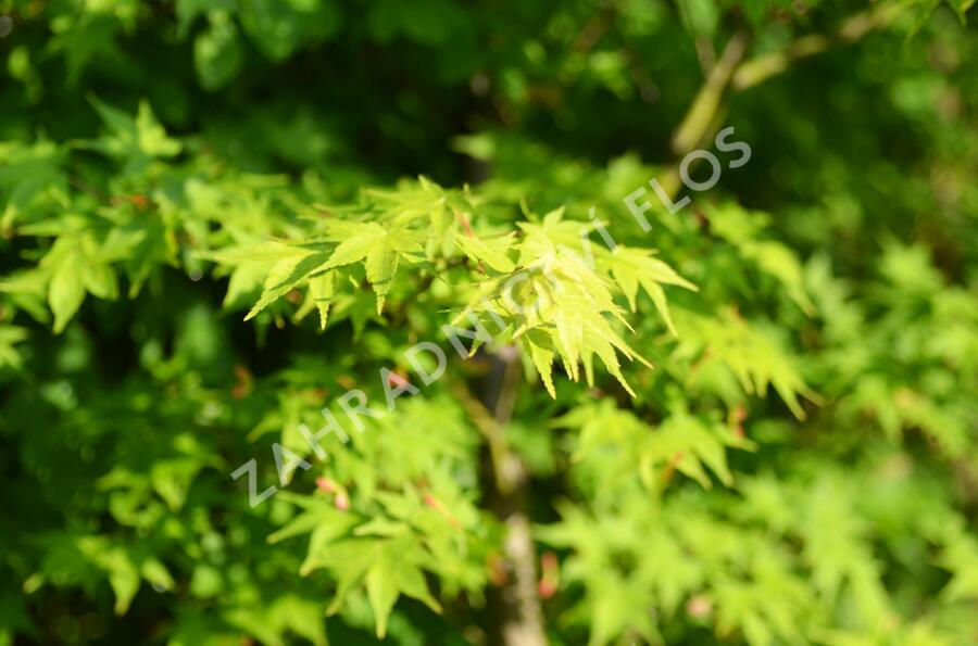 Javor dlanitolistý 'Tricolor' - Acer palmatum 'Tricolor'