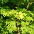 Javor dlanitolistý 'Tricolor' - Acer palmatum 'Tricolor'