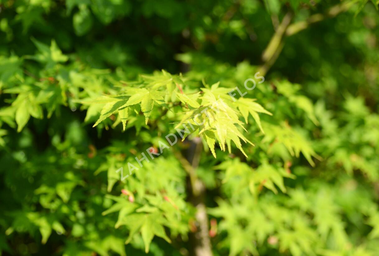 Javor dlanitolistý 'Tricolor' - Acer palmatum 'Tricolor'
