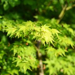 Javor dlanitolistý 'Tricolor' - Acer palmatum 'Tricolor'