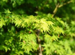 Javor dlanitolistý 'Tricolor' - Acer palmatum 'Tricolor'