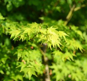 Javor dlanitolistý 'Tricolor' - Acer palmatum 'Tricolor'