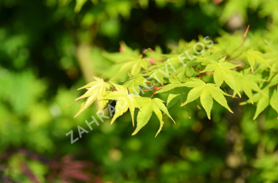Javor dlanitolistý 'Tricolor' - Acer palmatum 'Tricolor'