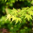 Javor dlanitolistý 'Tricolor' - Acer palmatum 'Tricolor'