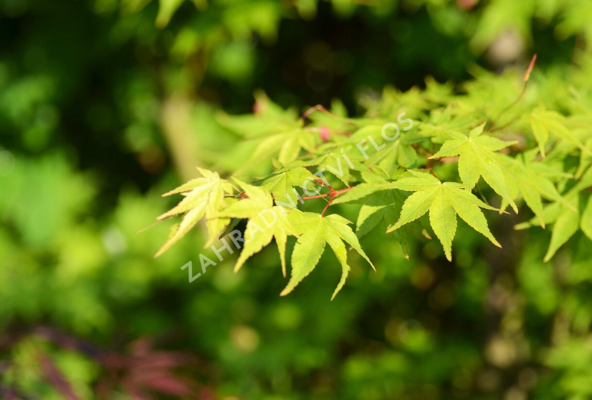 Javor dlanitolistý 'Tricolor' - Acer palmatum 'Tricolor'