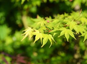 Javor dlanitolistý 'Tricolor' - Acer palmatum 'Tricolor'