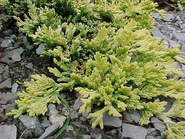 Jalovec polehlý 'Mother of Lode' - Juniperus horizontalis 'Mother of Lode'