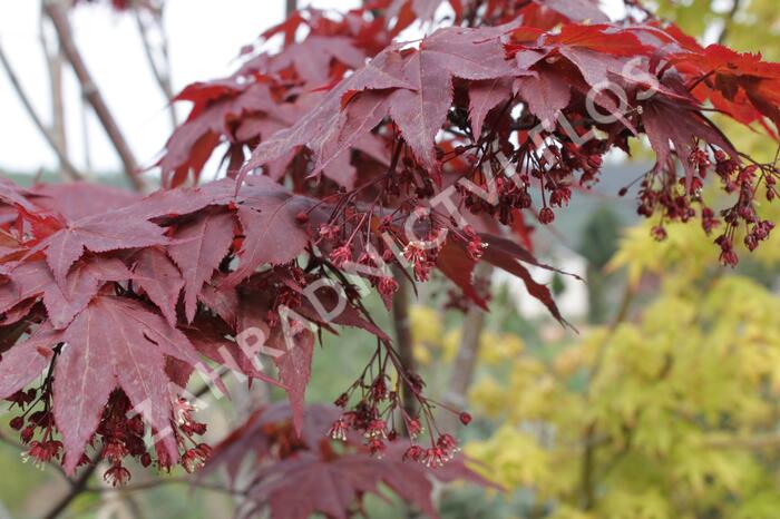 Javor dlanitolistý 'Okagami' - Acer palmatum 'Okagami'