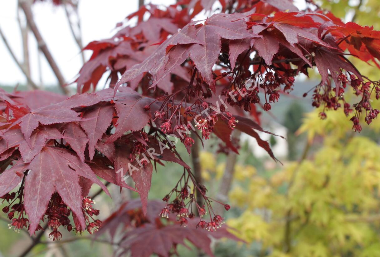 Javor dlanitolistý 'Okagami' - Acer palmatum 'Okagami'