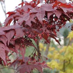 Javor dlanitolistý 'Okagami' - Acer palmatum 'Okagami'