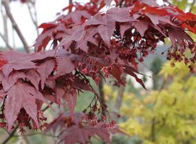 Javor dlanitolistý 'Okagami' - Acer palmatum 'Okagami'