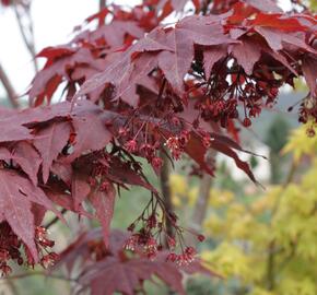Javor dlanitolistý 'Okagami' - Acer palmatum 'Okagami'