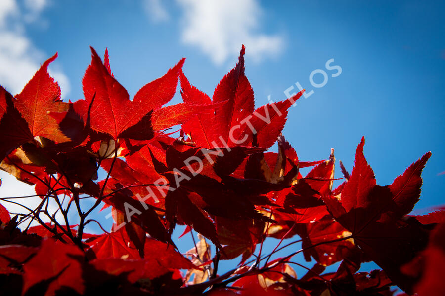 Javor dlanitolistý 'Okagami' - Acer palmatum 'Okagami'