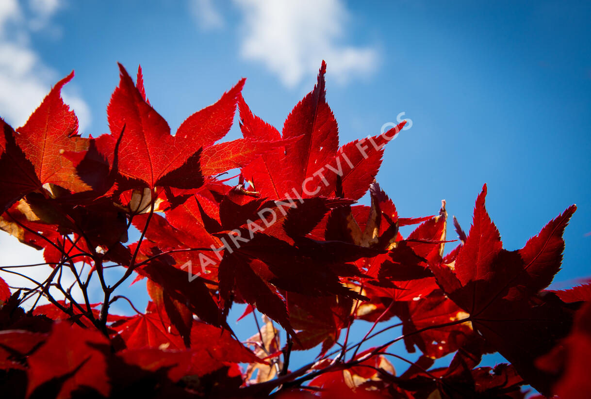 Javor dlanitolistý 'Okagami' - Acer palmatum 'Okagami'