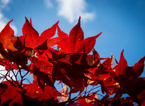 Javor dlanitolistý 'Okagami' - Acer palmatum 'Okagami'