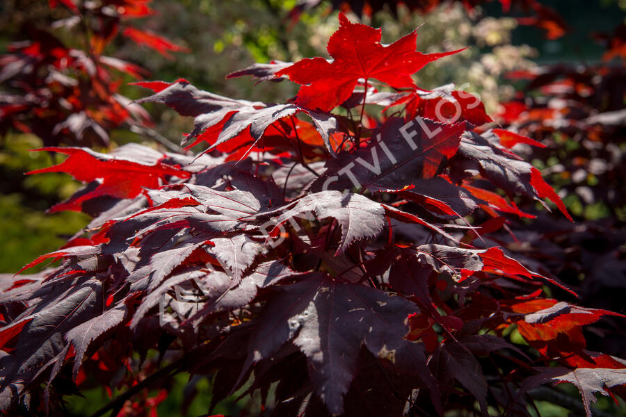 Javor dlanitolistý 'Okagami' - Acer palmatum 'Okagami'
