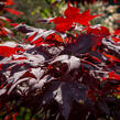 Javor dlanitolistý 'Okagami' - Acer palmatum 'Okagami'