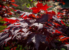 Javor dlanitolistý 'Okagami' - Acer palmatum 'Okagami'