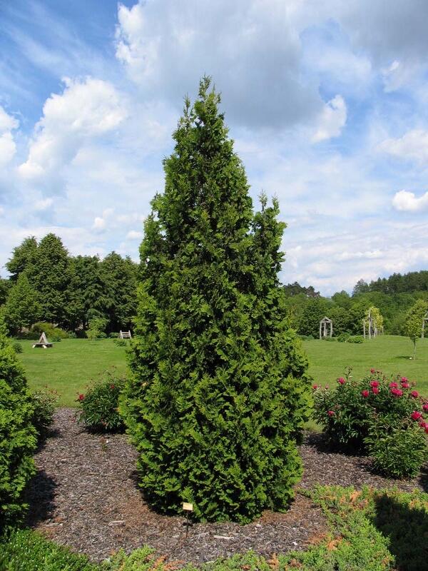 Túje, zerav západní 'Spiralis' - Thuja occidentalis 'Spiralis'