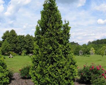 Túje, zerav západní 'Spiralis'