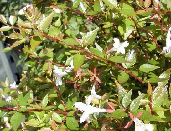 Abélie velkokvětá 'Prostrata' - Abelia grandiflora 'Prostrata'