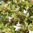 Abélie velkokvětá 'Prostrata' - Abelia grandiflora 'Prostrata'