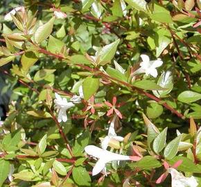 Abélie velkokvětá 'Prostrata' - Abelia grandiflora 'Prostrata'