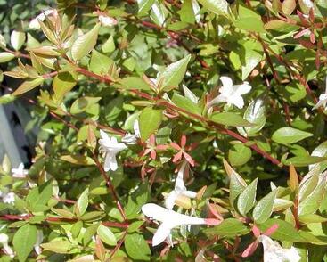 Abélie velkokvětá 'Prostrata'