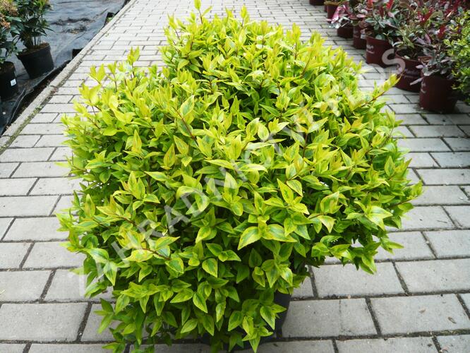 Abélie velkokvětá 'Aurea' - Abelia grandiflora 'Aurea'