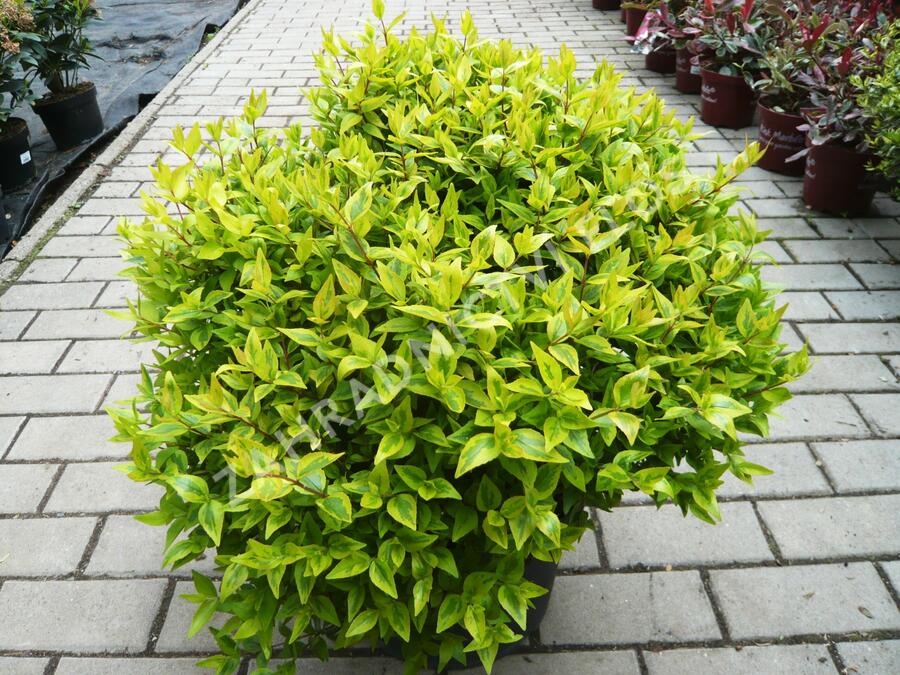 Abélie velkokvětá 'Aurea' - Abelia grandiflora 'Aurea'