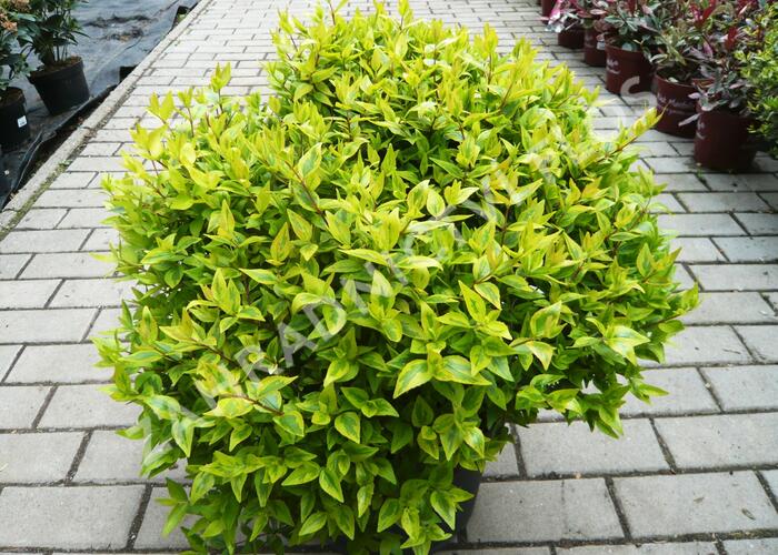 Abélie velkokvětá 'Aurea' - Abelia grandiflora 'Aurea'