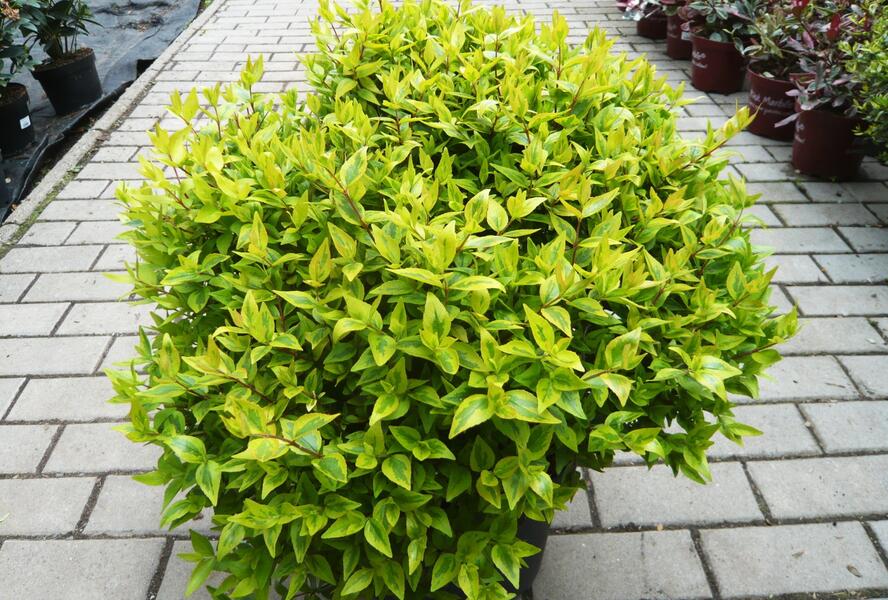 Abélie velkokvětá 'Aurea' - Abelia grandiflora 'Aurea'