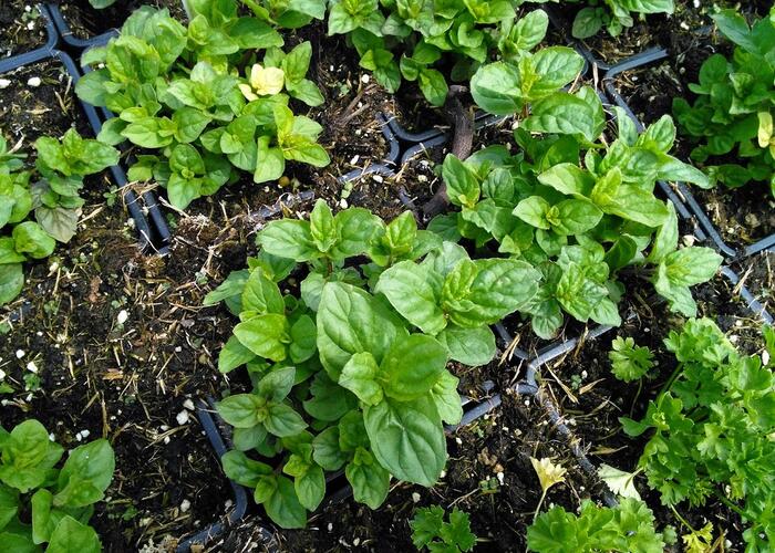 Máta klasnatá - Mentha spicata