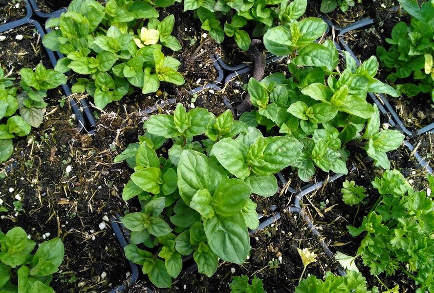 Máta klasnatá - Mentha spicata