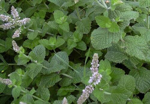 Máta huňatá 'Apfelmintze' - Mentha rotundifolia 'Apfelmintze'